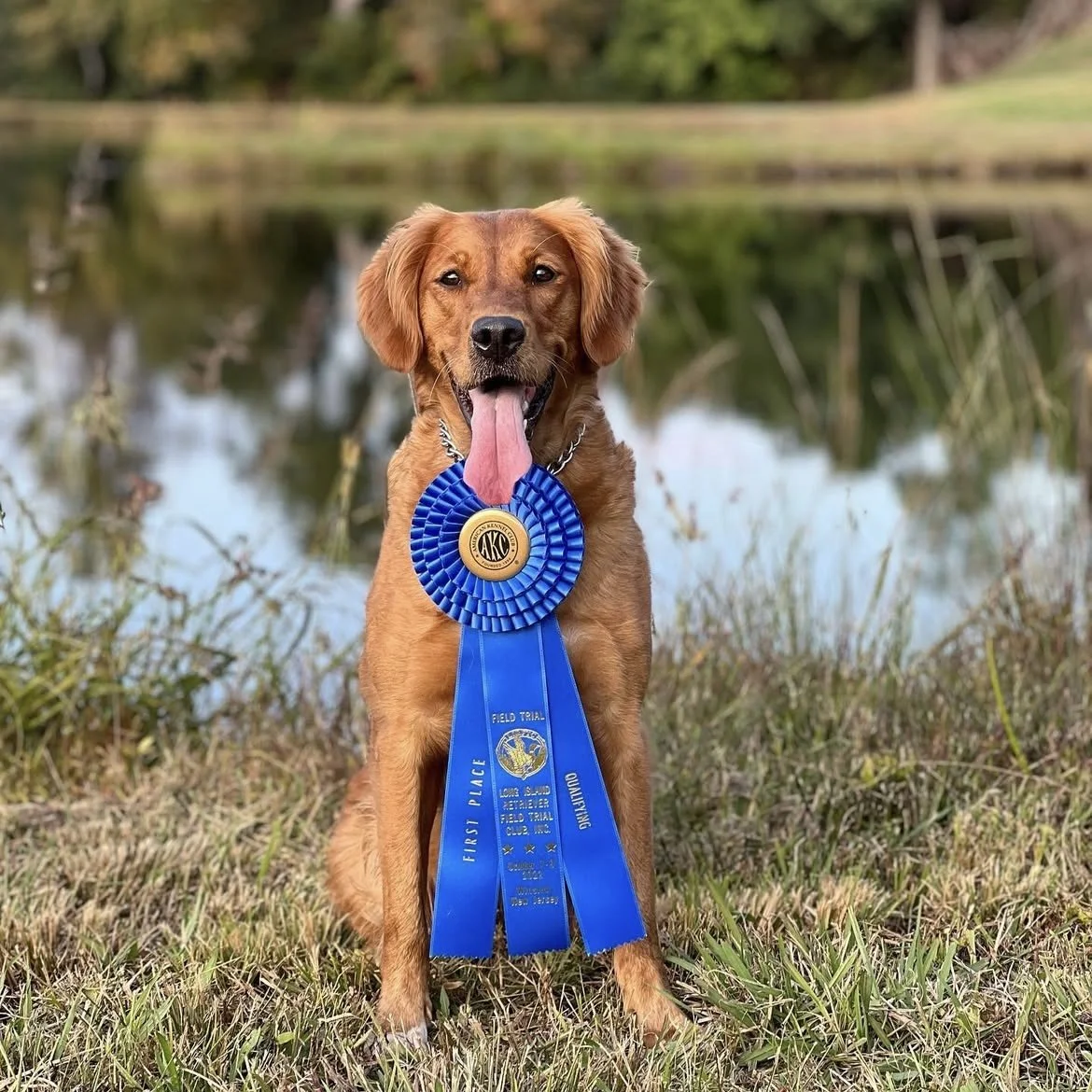 Golden Retriever with a blue ribbon – Firemarks Lickety Split of Pogie Creek QAA