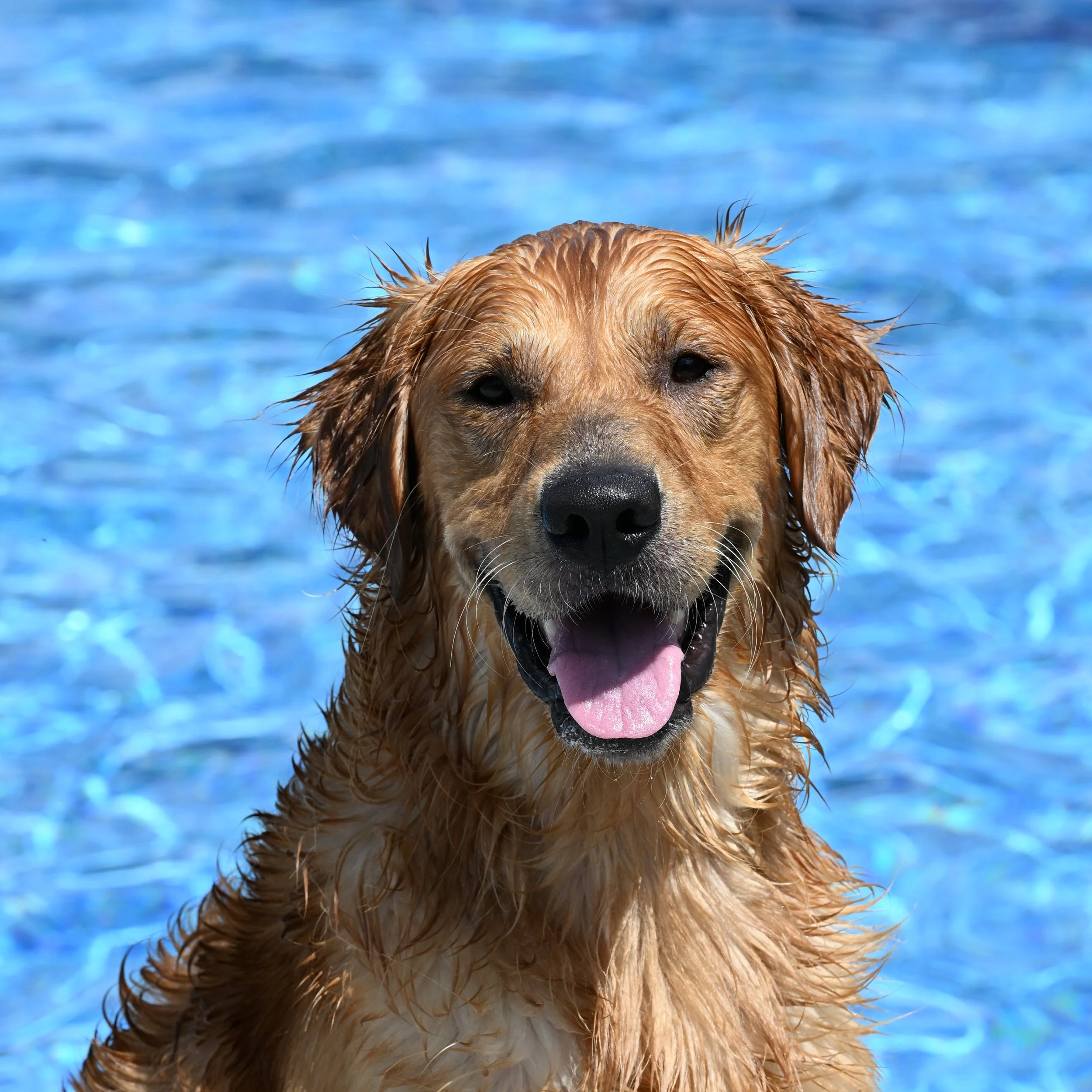 Retriever Dog