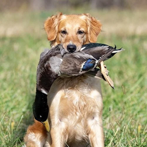 Retriever