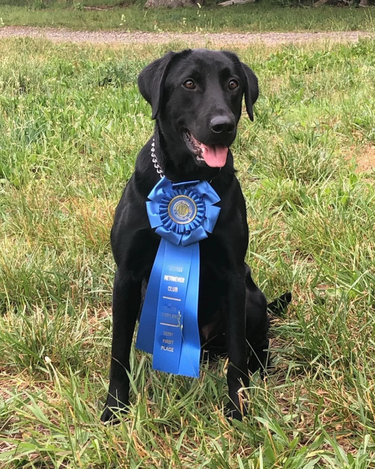 Black Labrador with blue ribbon in a field – Woodriver’s Straight Shooter with 22 Derby Points