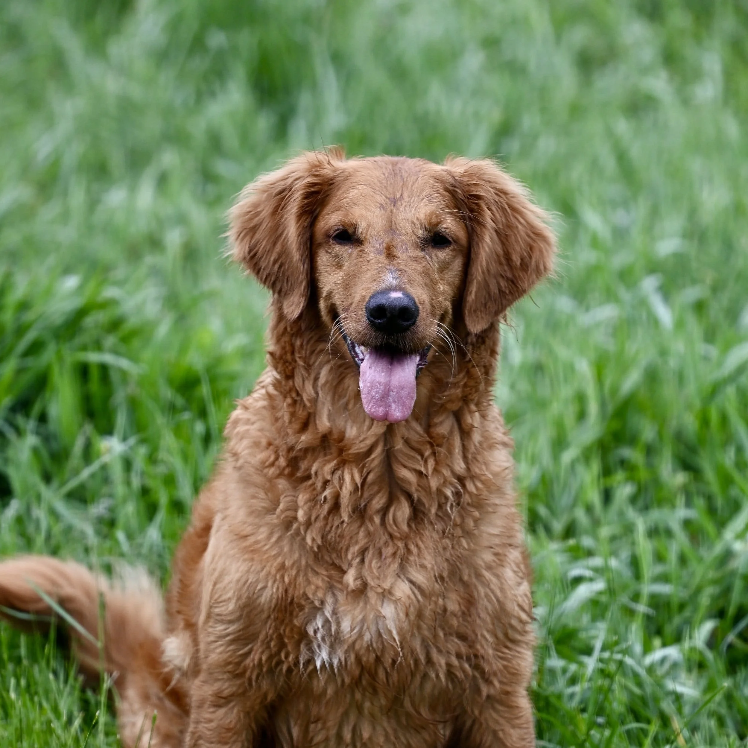 Retriever Dog