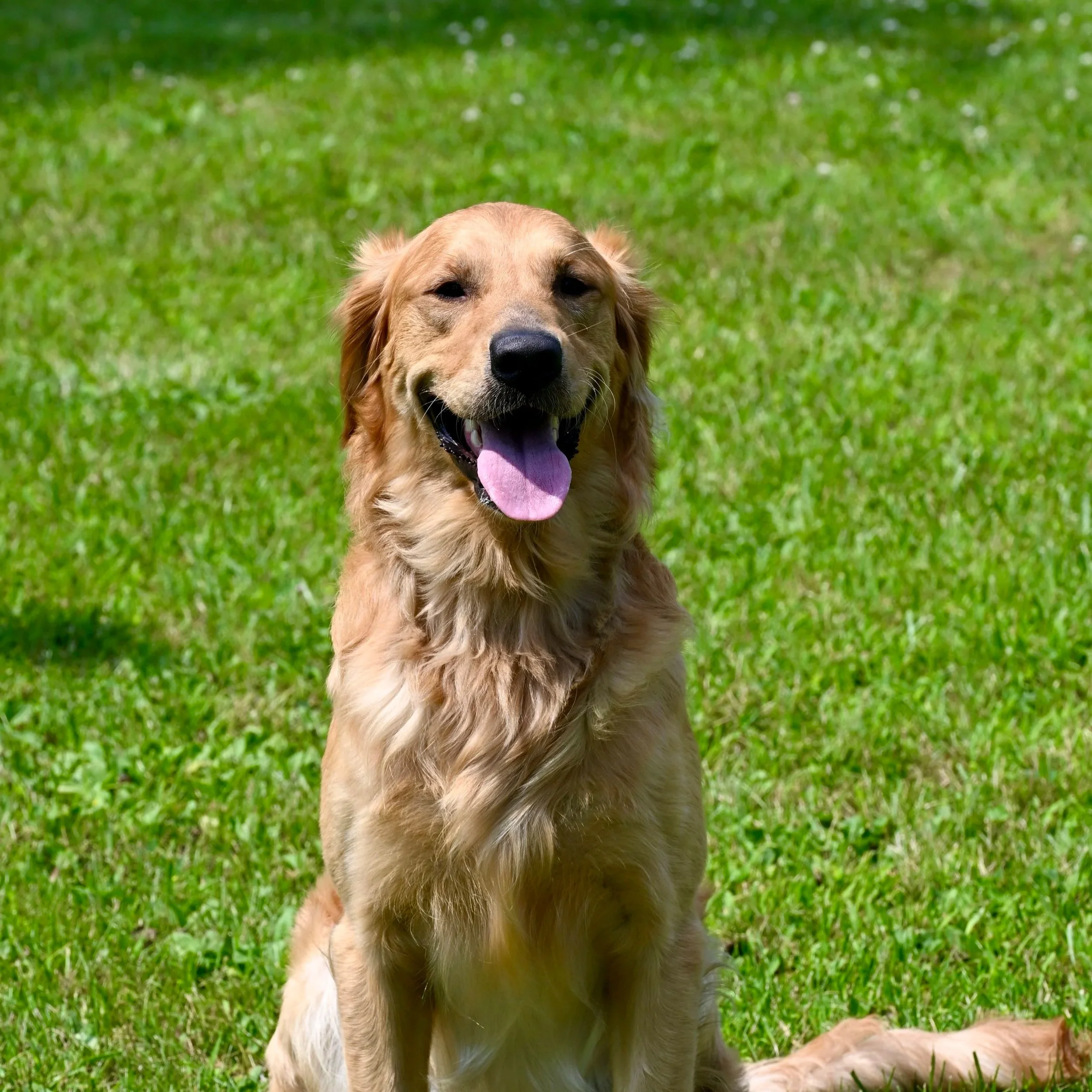Retriever Dog