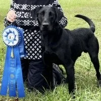 Black Labrador standing with handler – Cedarcreek Something Fierce QAA MH with 9 Derby Points