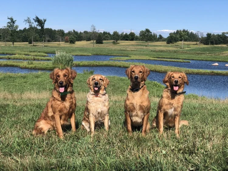 Retriever