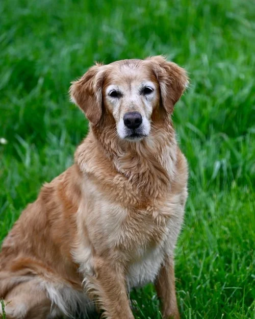 Retriever