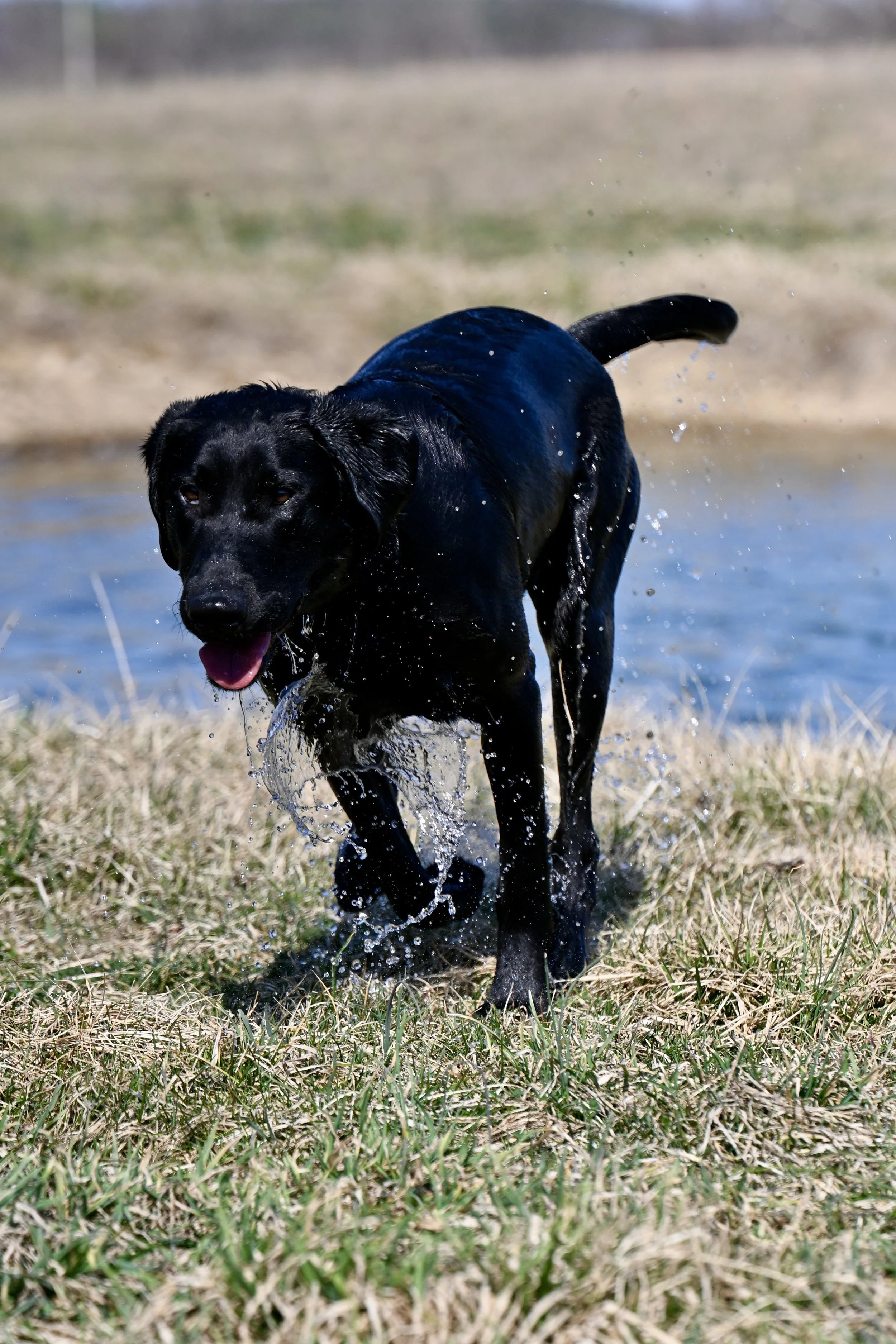 Dog Training