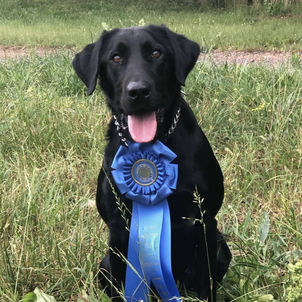 Black Labrador wearing a blue ribbon – Flash's Just One More Time QAA with 23 Derby Points