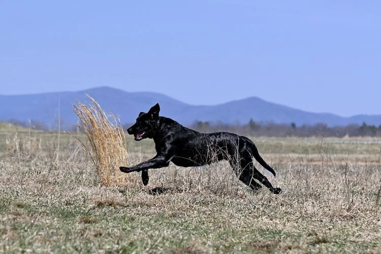 Retriever