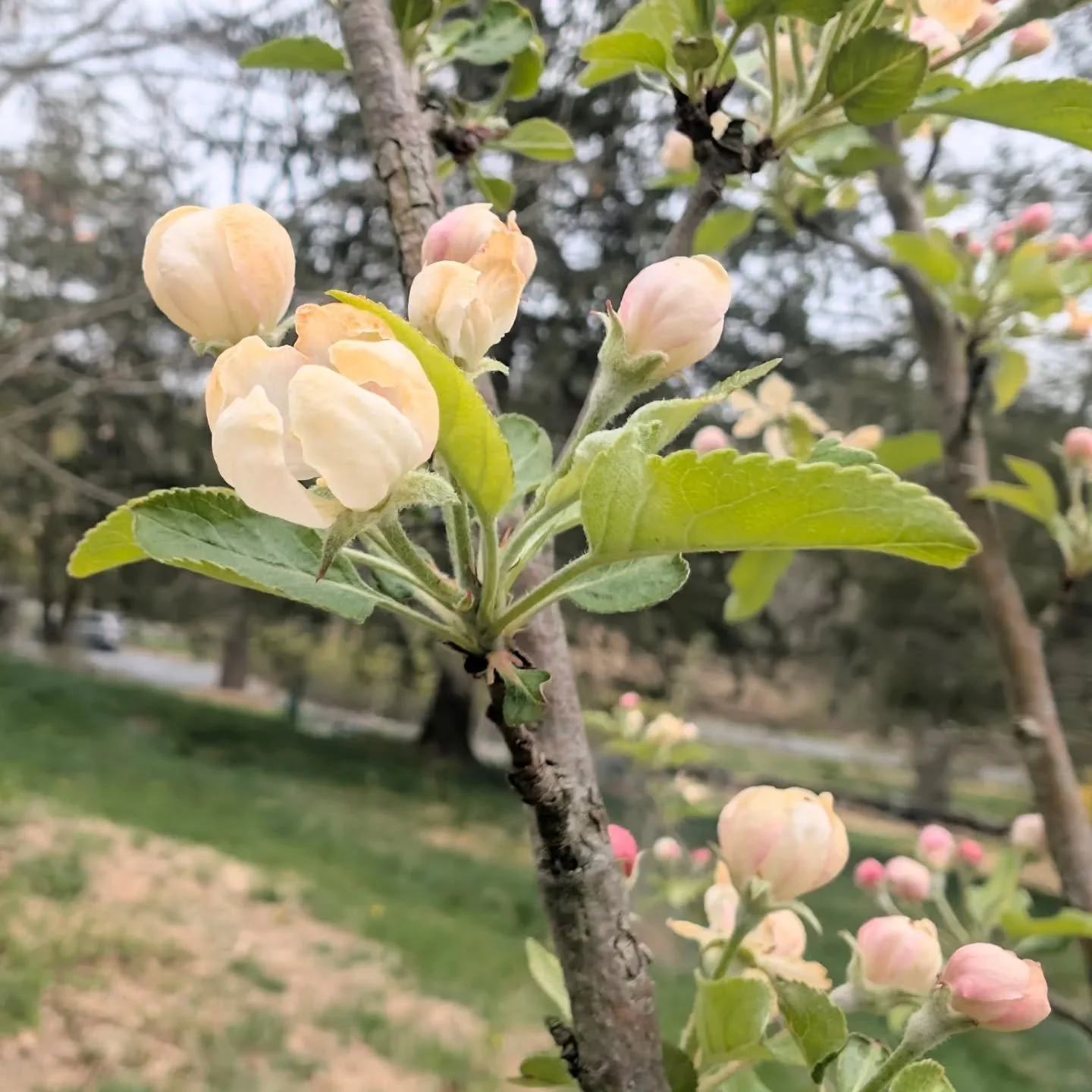 Happy Earth Day!  Celebrating 56 Years! 

Since the first Earth Day Celebration! 

The treen in second image was planted in 1970!  IS 61 Leonardo Da Vinci, Corona Queens, NY

First image - New baby apple tree!

#earthday
#earthdayeveryday
#saveourpla