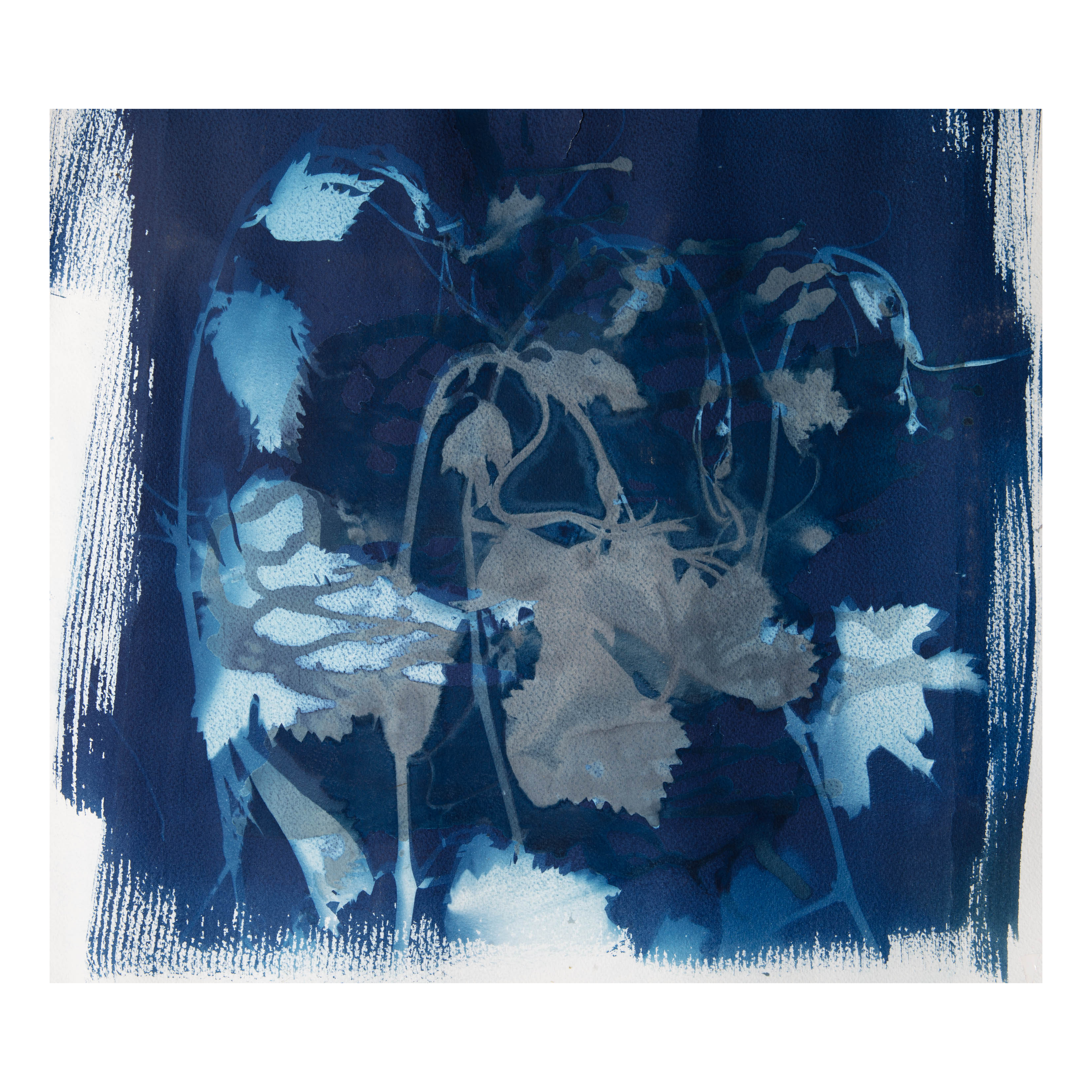 Spill the Wine II. Now Showing at Bank Art Gallery, Newburgh NY.  Mixed Media Cyanotype Photogram on Watercolor Paper. 20x20".  $750