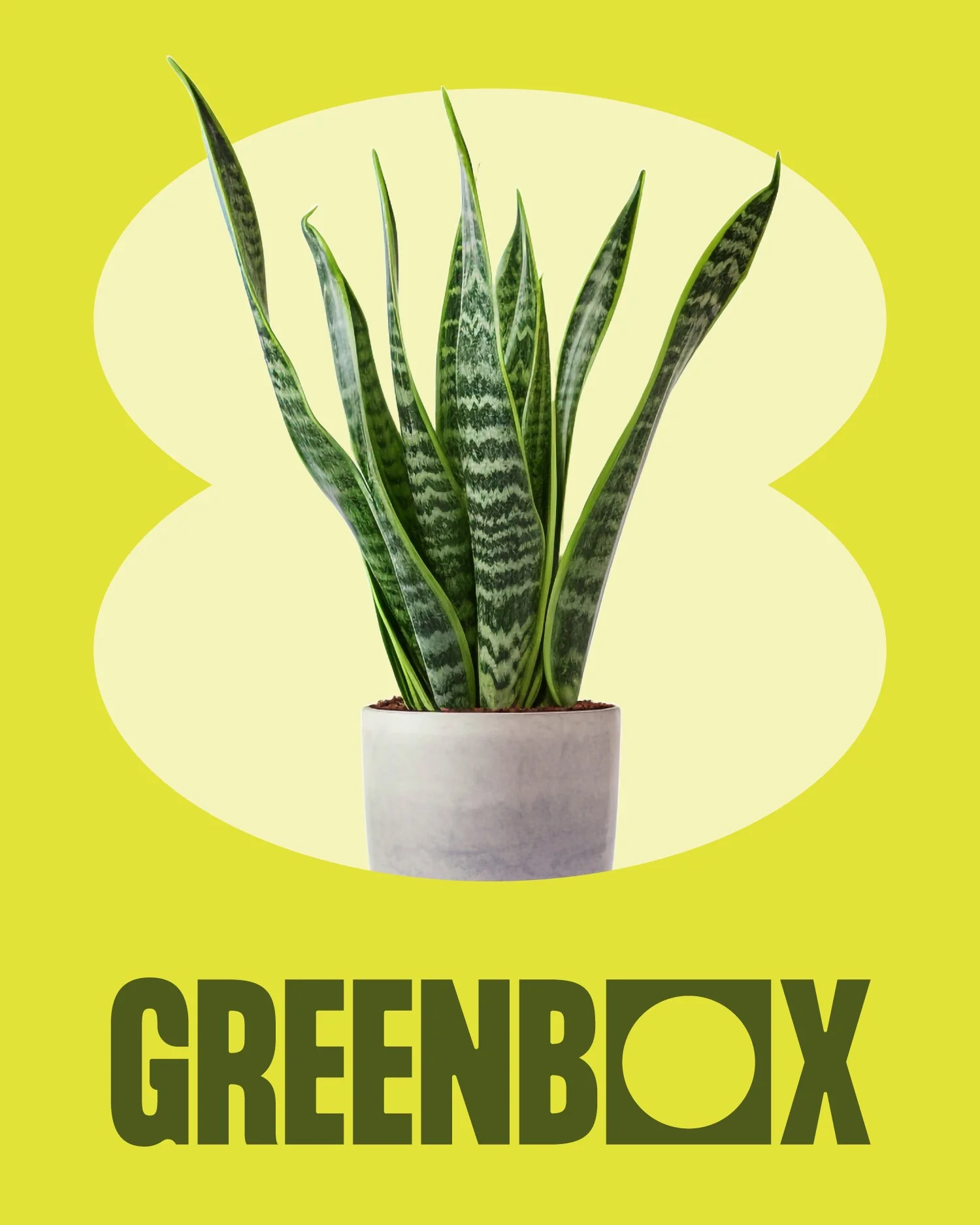 A houseplant with long green leaves in a white pot, set against a bright yellow background with a rounded rectangular cutout and the text 'GREENBOX' in bold green letters.