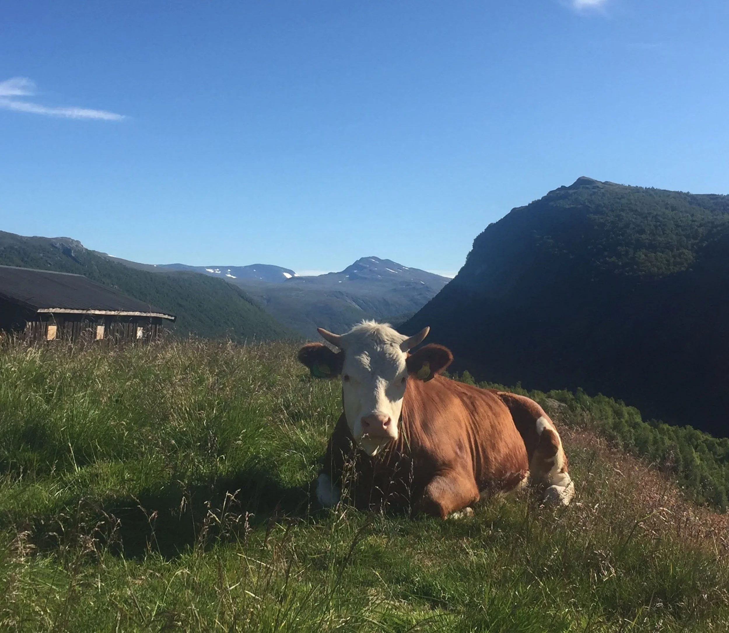 Regjeringen fortsetter styrkingen av fjellstyrene!