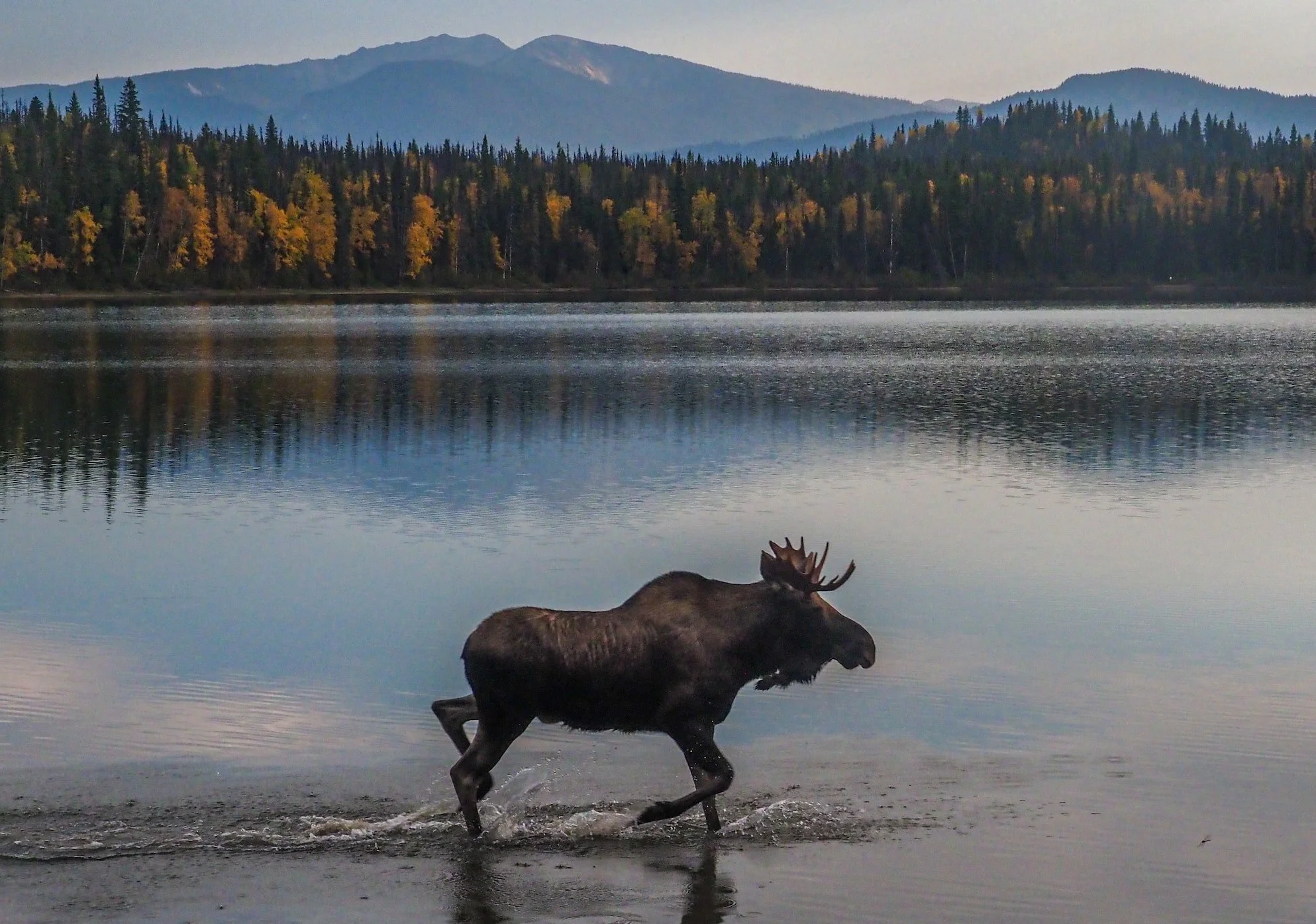 Elg- og hjortejakta hos fjellstyrene er trukket