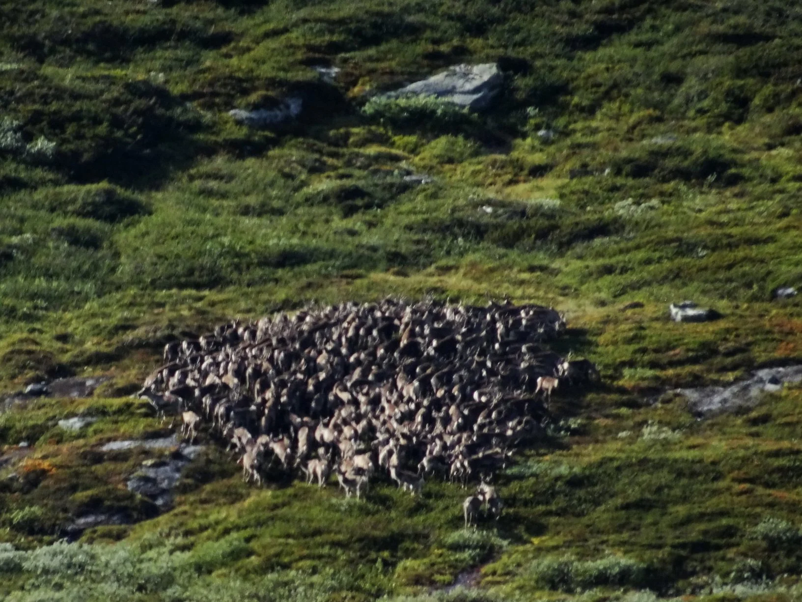 Villreinrådets fagdager