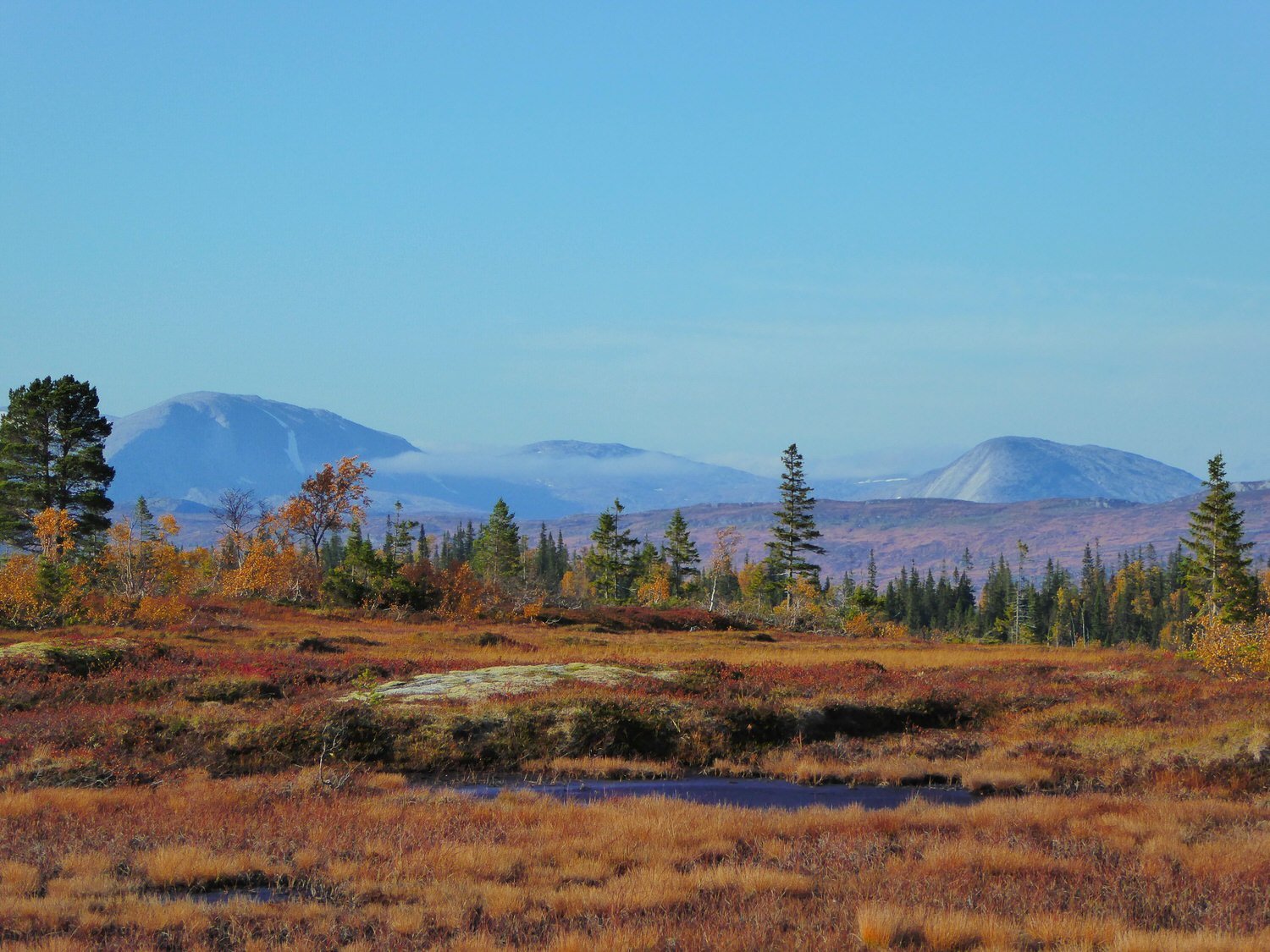 Ledig stilling som Fjelloppsyn