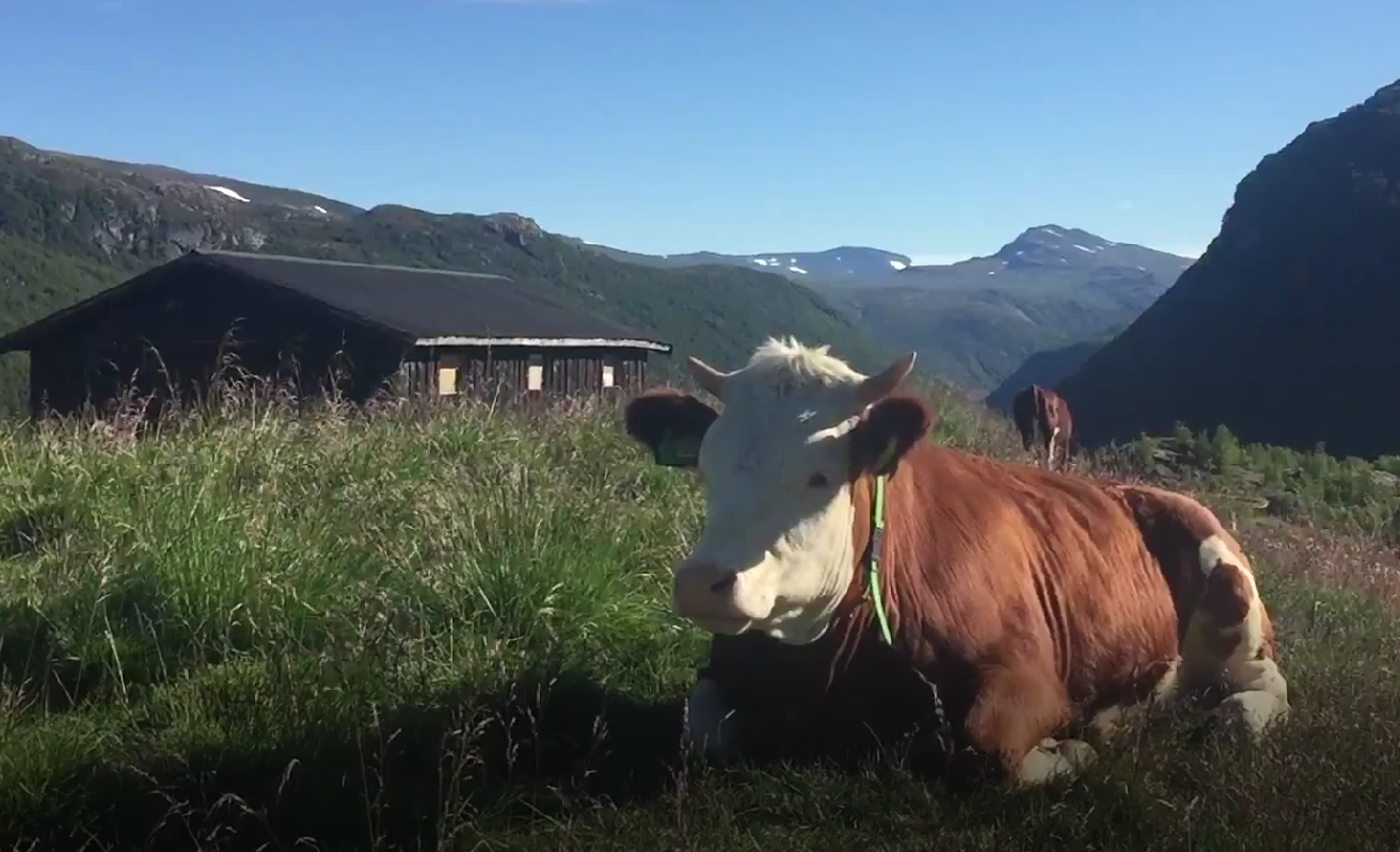 Statsallmenningene - vårt felles spiskammers