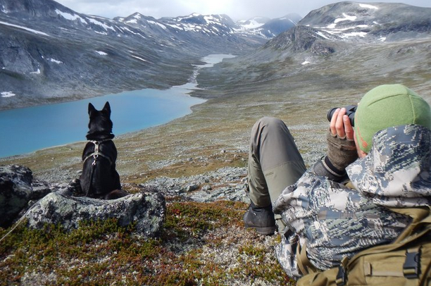 Villreinjakta for flere fjellstyrer i Innlandet samt Sunndal er trukket