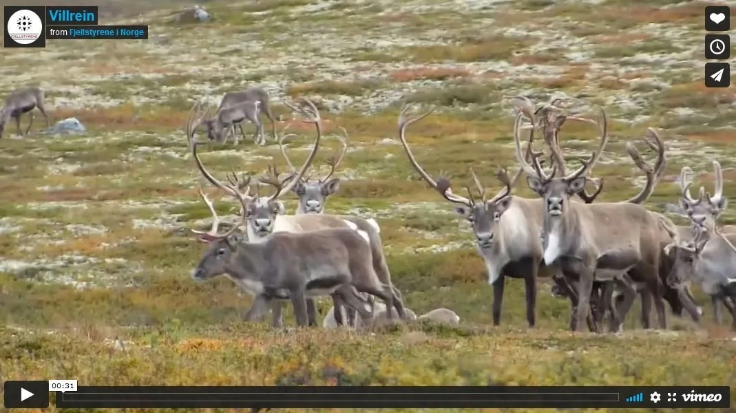 Nå kan du søke villreinjakt