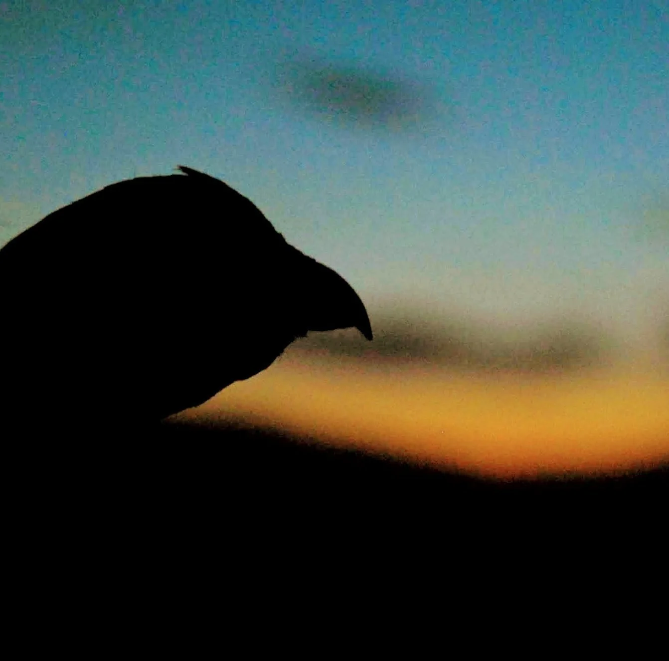 Søk småviltjakt hos fjellstyrene nå!