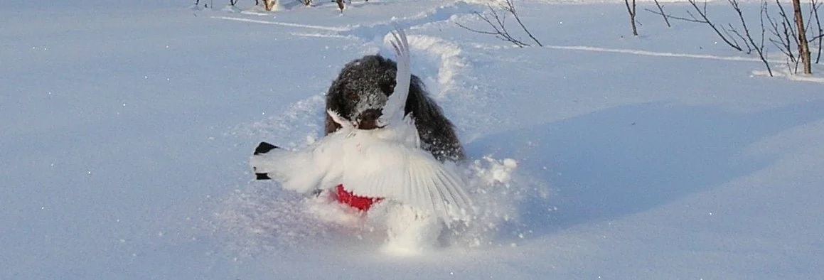 Ti tips til steder med vinterjakt 