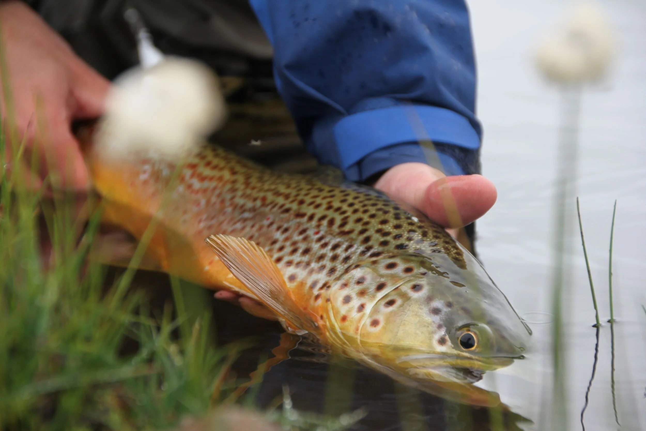 Lær fiske av en ekspert!