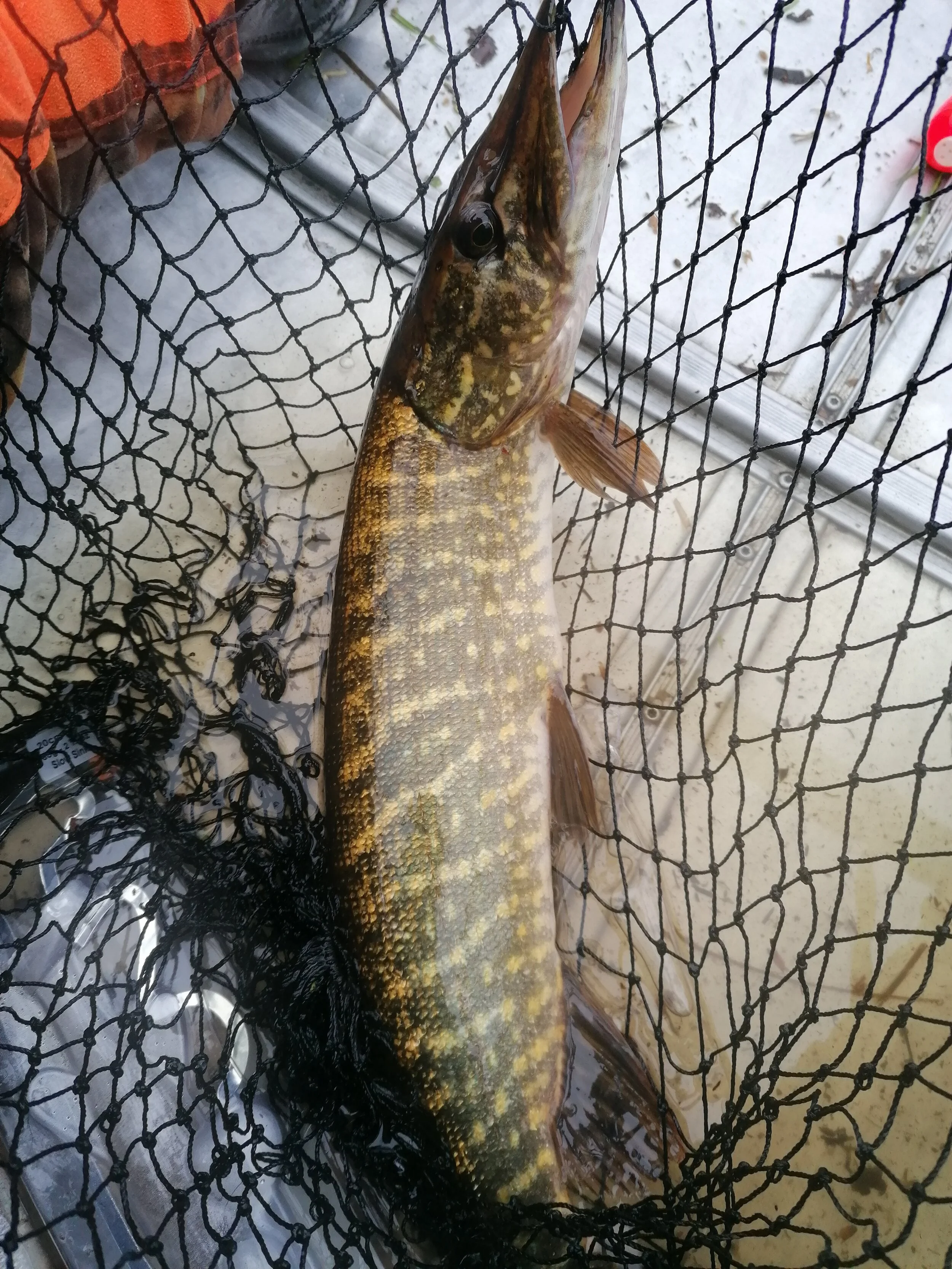 10 Abbor, 13 gjedder og 3 mort