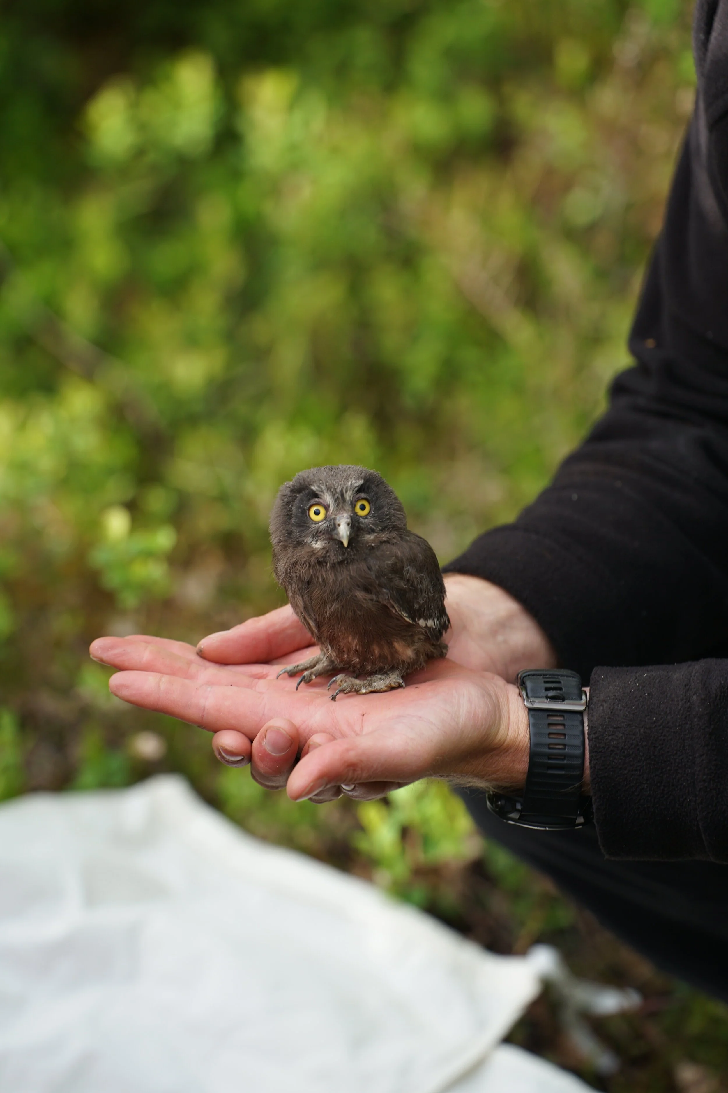 Ugler fikk ring i timen