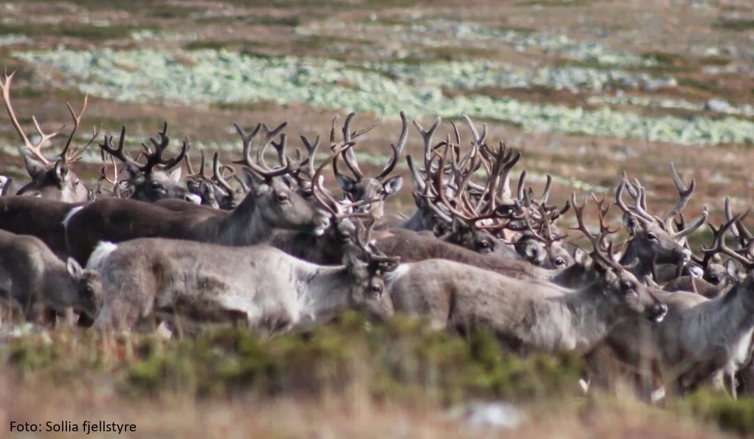 Villreinjakta i Oppland trukket