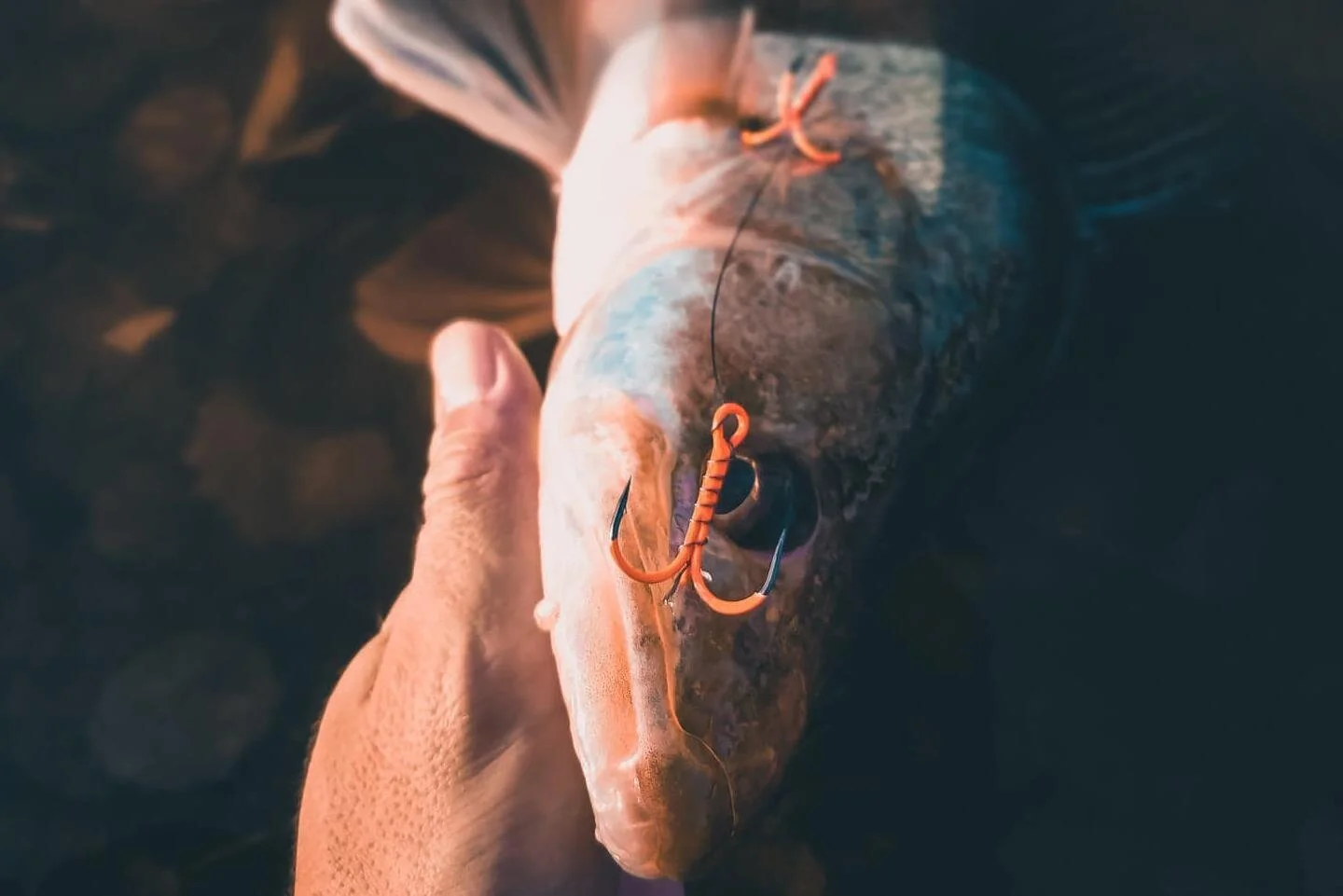 Bli med på fiskewebinar!