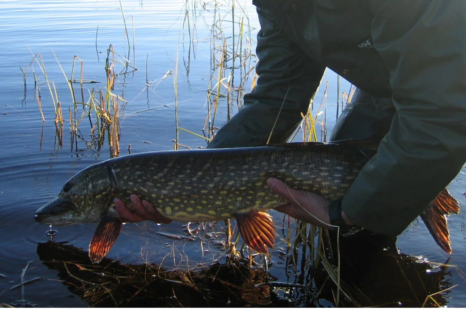 Ulovlig spredning av ferskvannsfisk