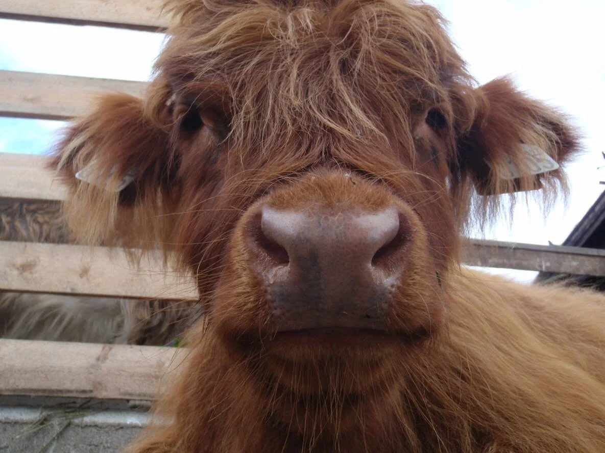 Ønskar større satsing på norske forressursar og utmarksbeite