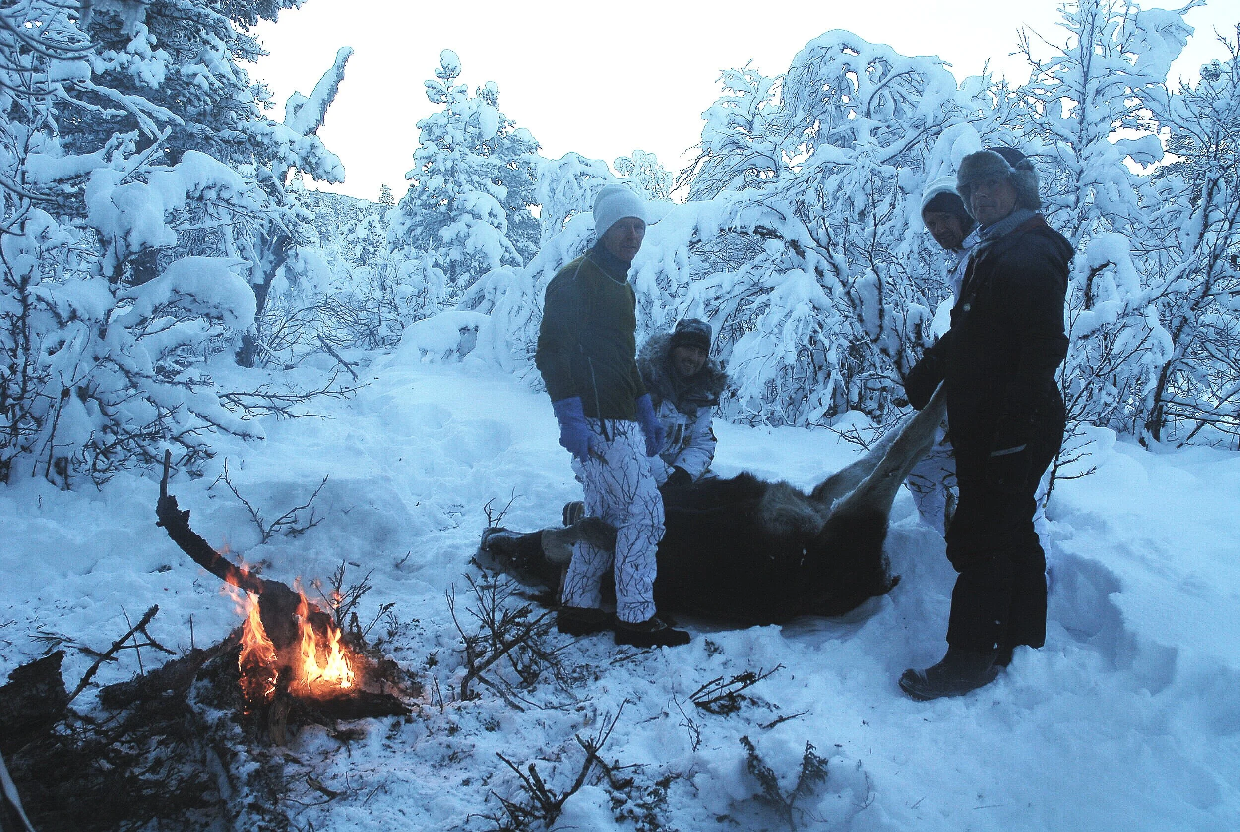 Elg/hjortejakta 2020 er trukket