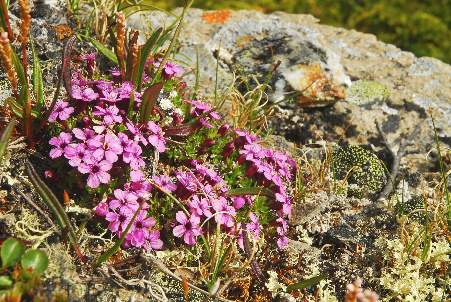 Hilsen fra styreleder