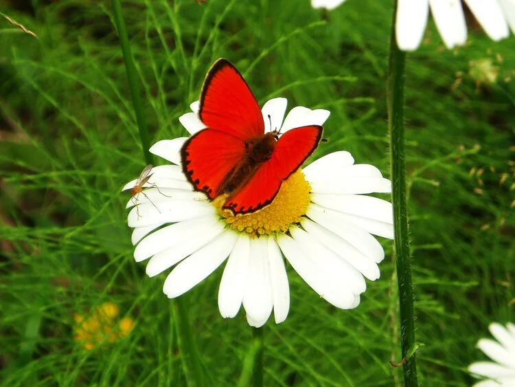 Korona og fjellstyrene