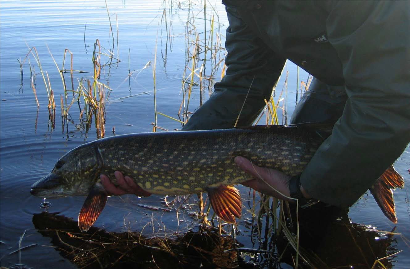 Spredning av ferskvannsfisk - en nasjonal kartlegging