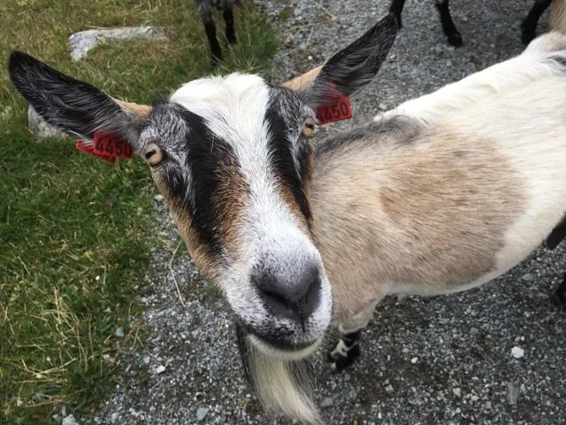 Tid for å hente dyra fra beite