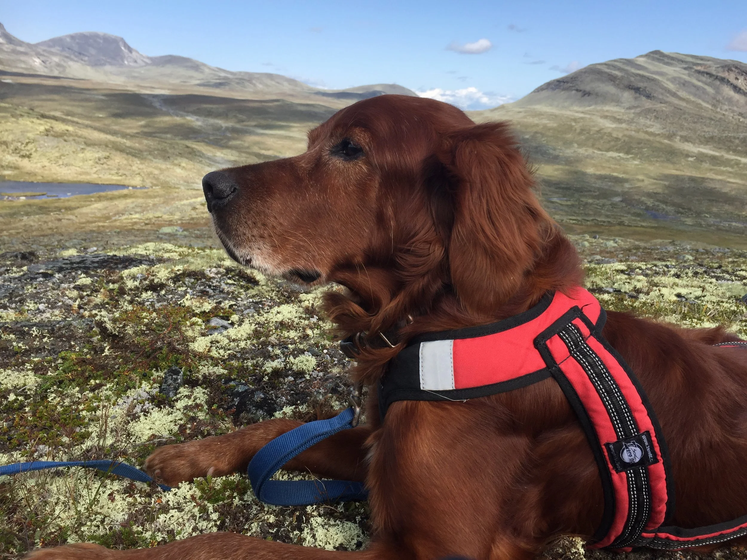 Hindre spredning av sykdom hos hund
