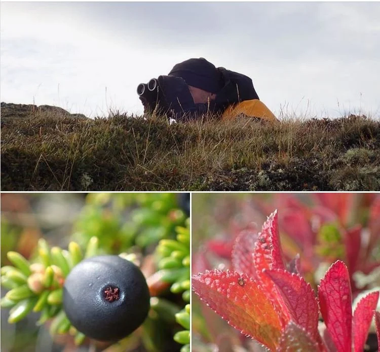 Ledig stilling som Fjelloppsyn i Steinkjer