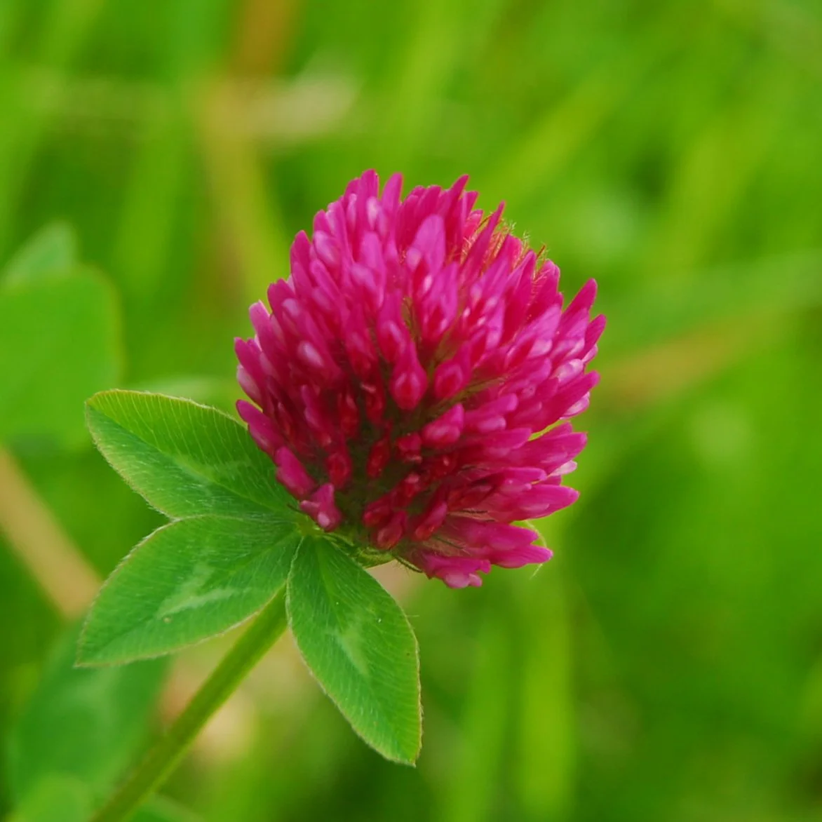 Støtte til fjellovutvalgets flertallsforslag