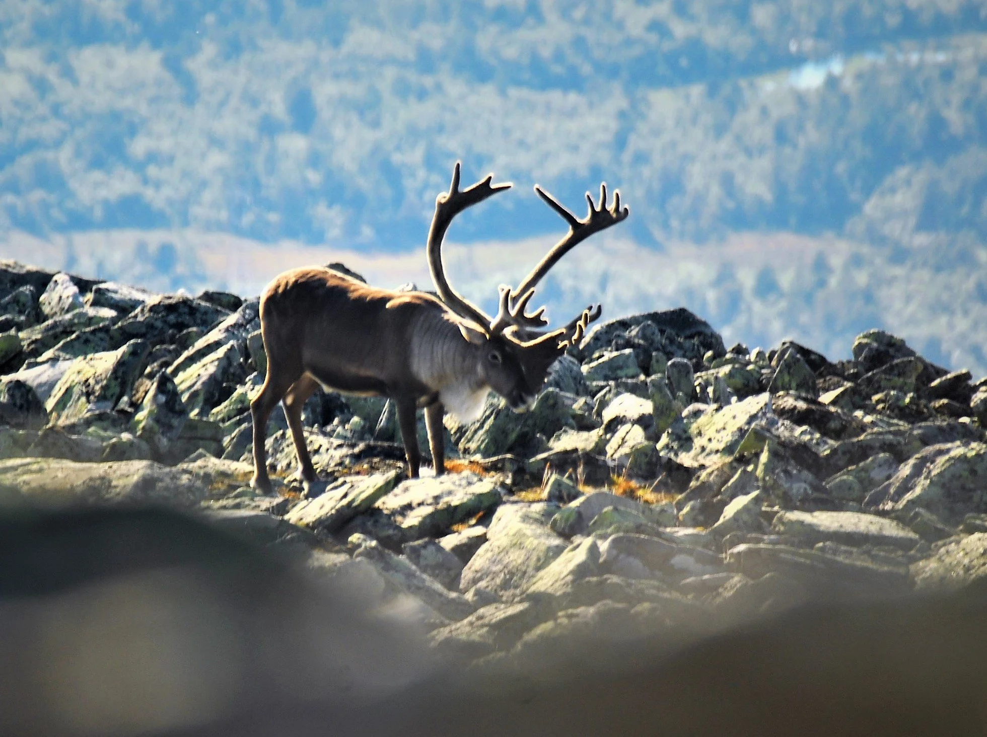 Sammen for villreinen