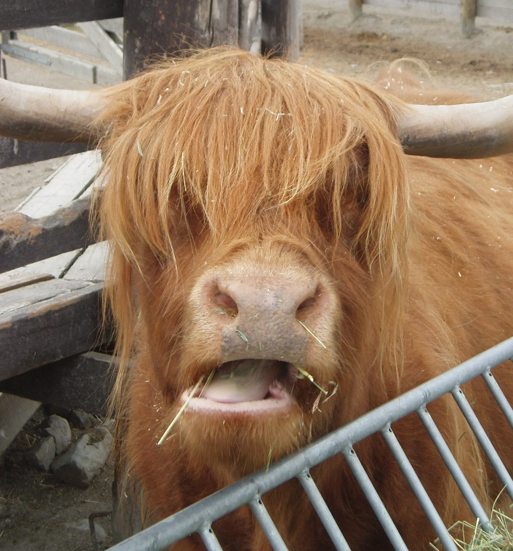 Flere husdyr på beite i jaktsesongen