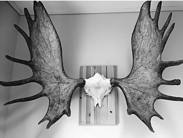 Trekningsresultat elg- og hjortejakt 2018