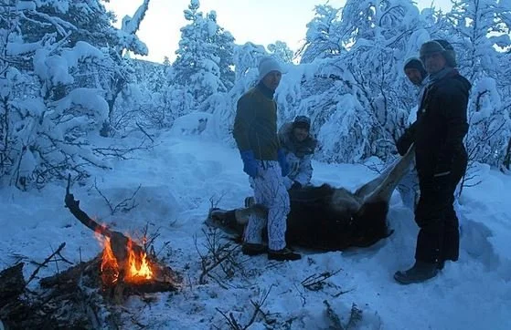 Mange søkere til storviltjakt hos fjellstyrene