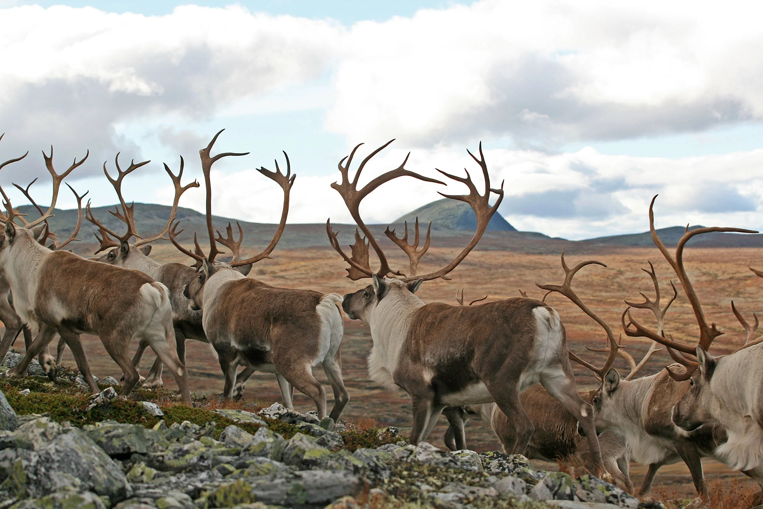 Husk søknadsfristen for elg, hjort og villreinjakt