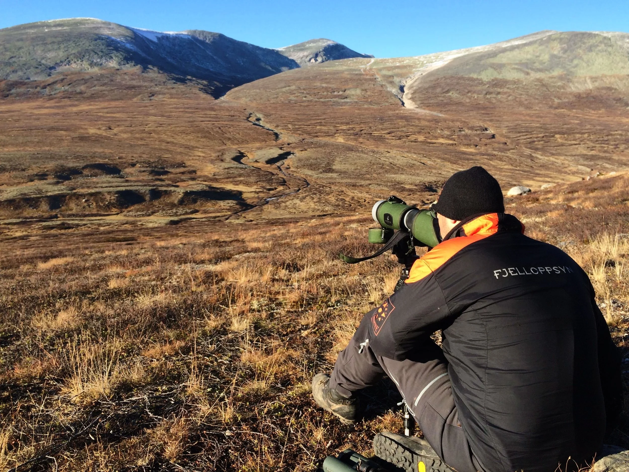 Lesja fjellstyre søker Fjelloppsyn
