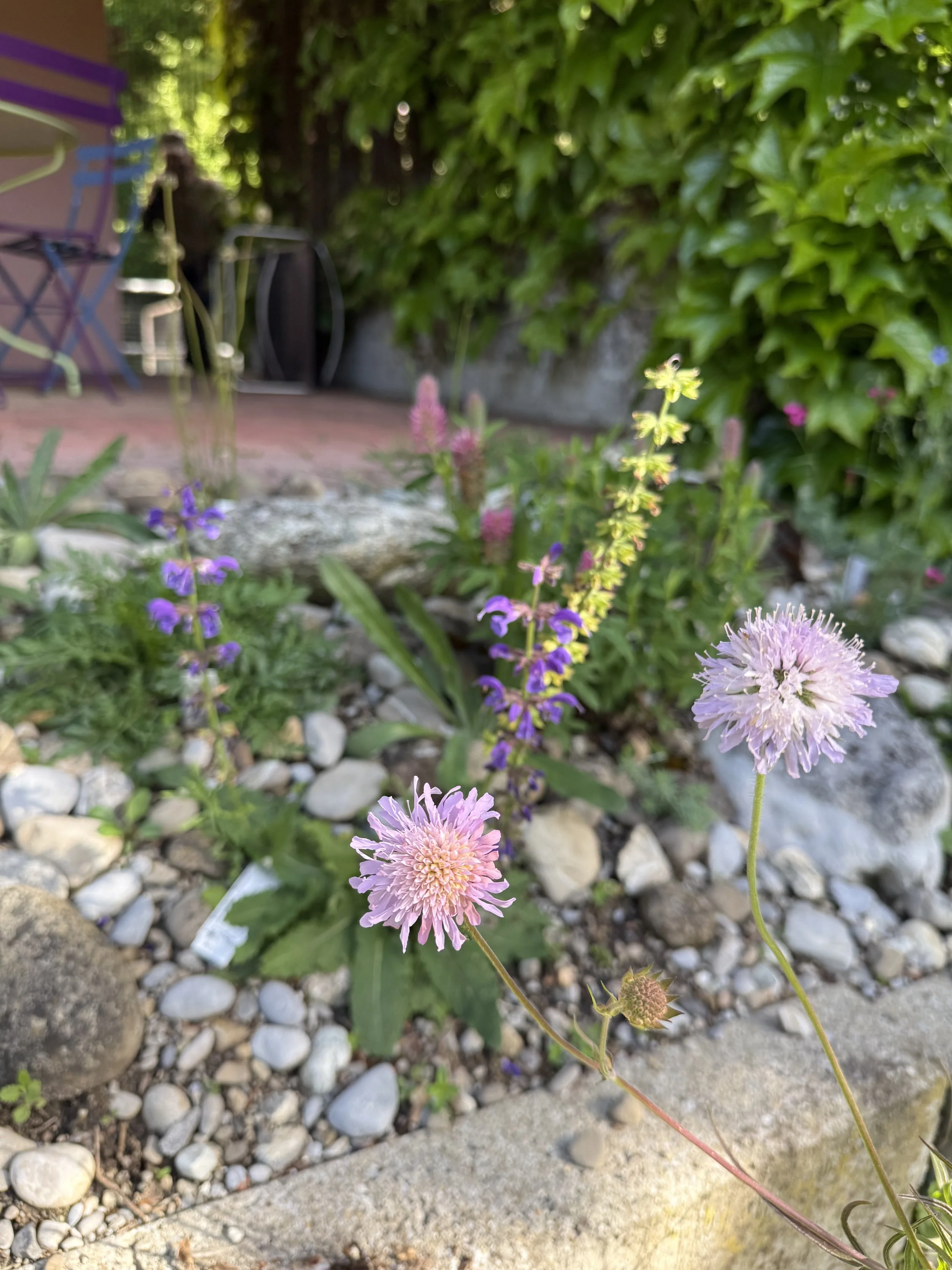 Blick auf blühende pinke und lila Wildblumen im Garten, mit grünem Laub und Steinen im Vordergrund.