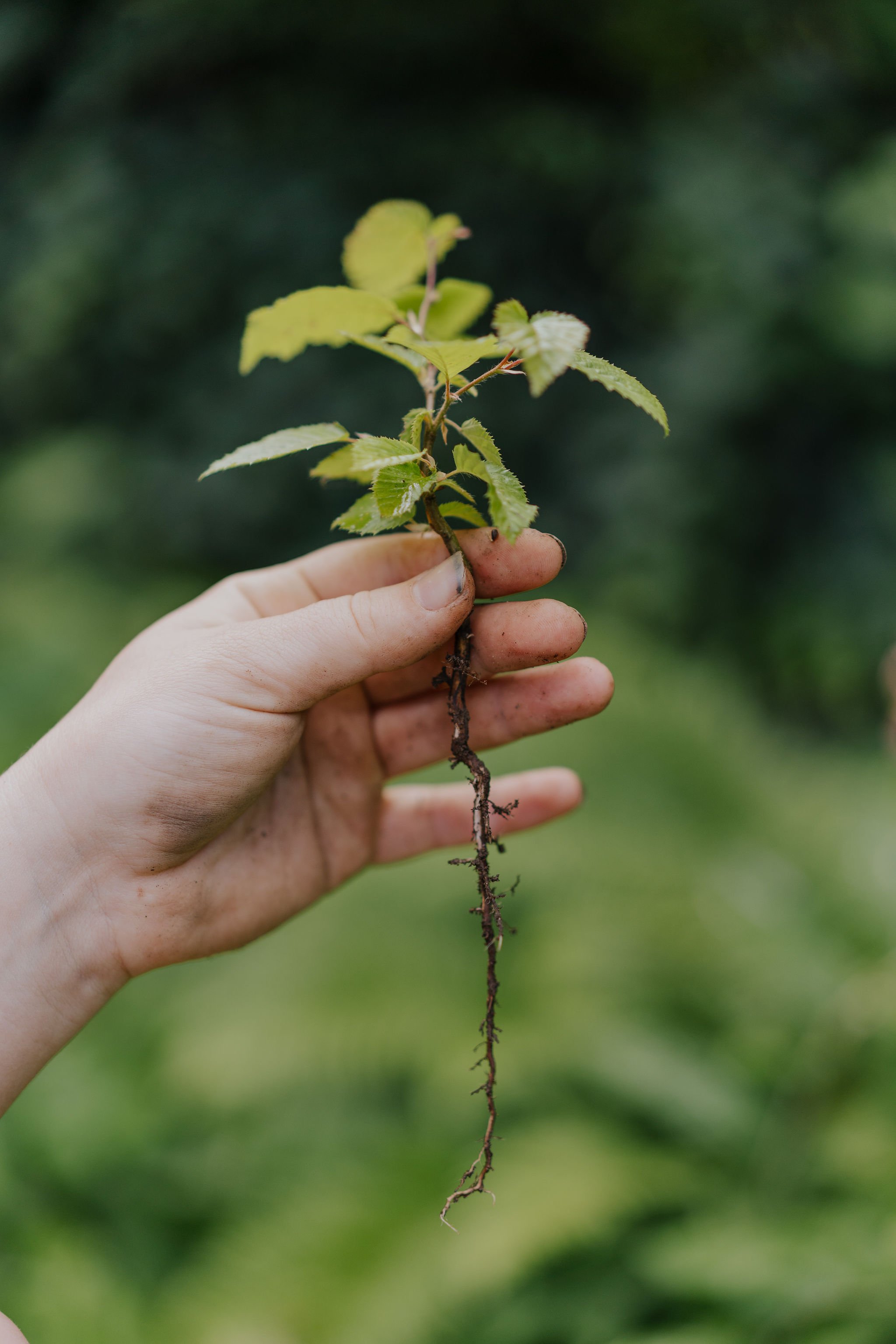 Einheimische Wildpflanze mit Wurzelwerk – Grundlage für artenreiche Naturgärten, und naturnahe Gartengestaltung.