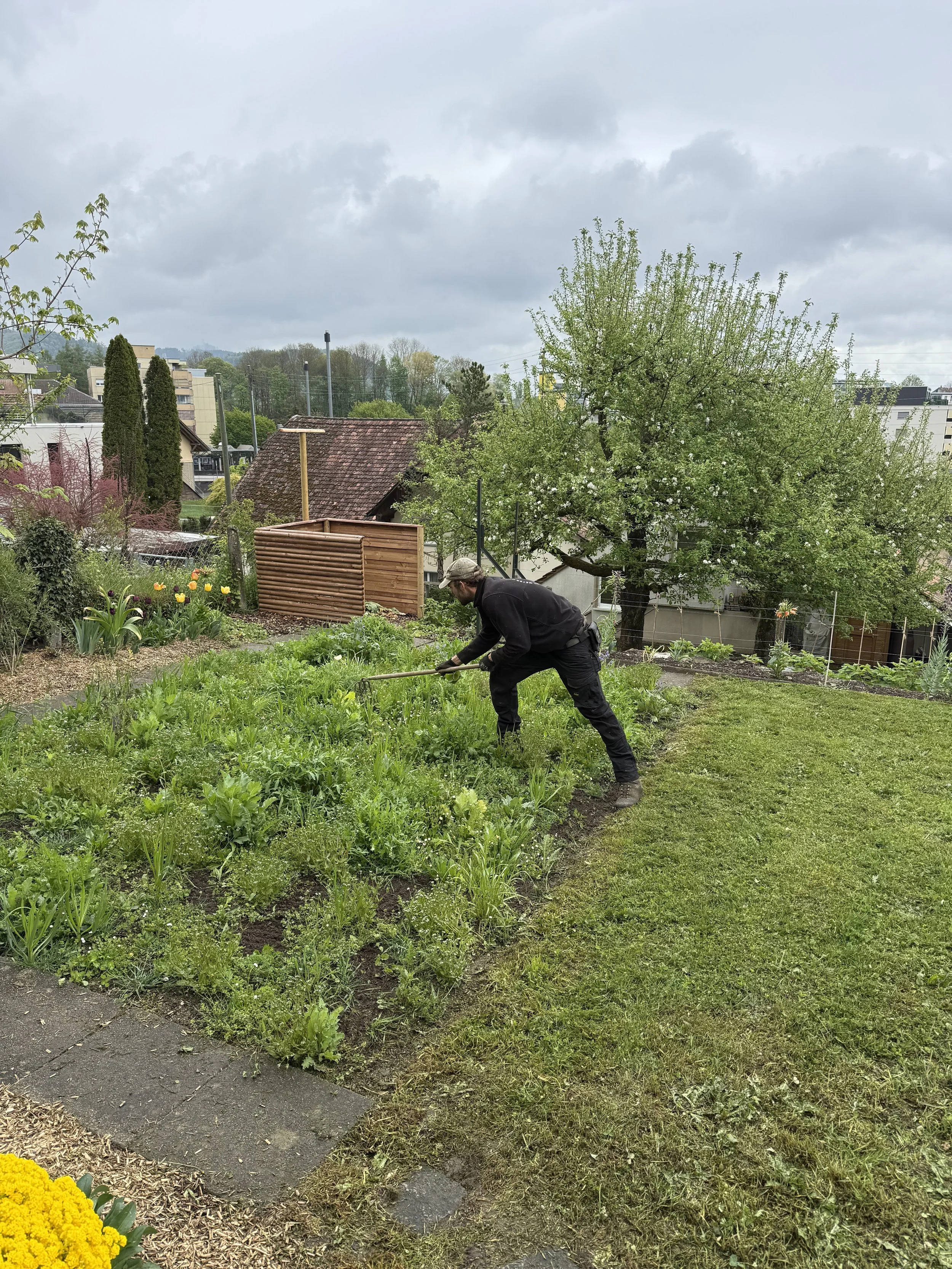 Gartenunterhalt - Pflege einer jungen Wildblumenwiese im Frühjahr. Naturgarten Bern