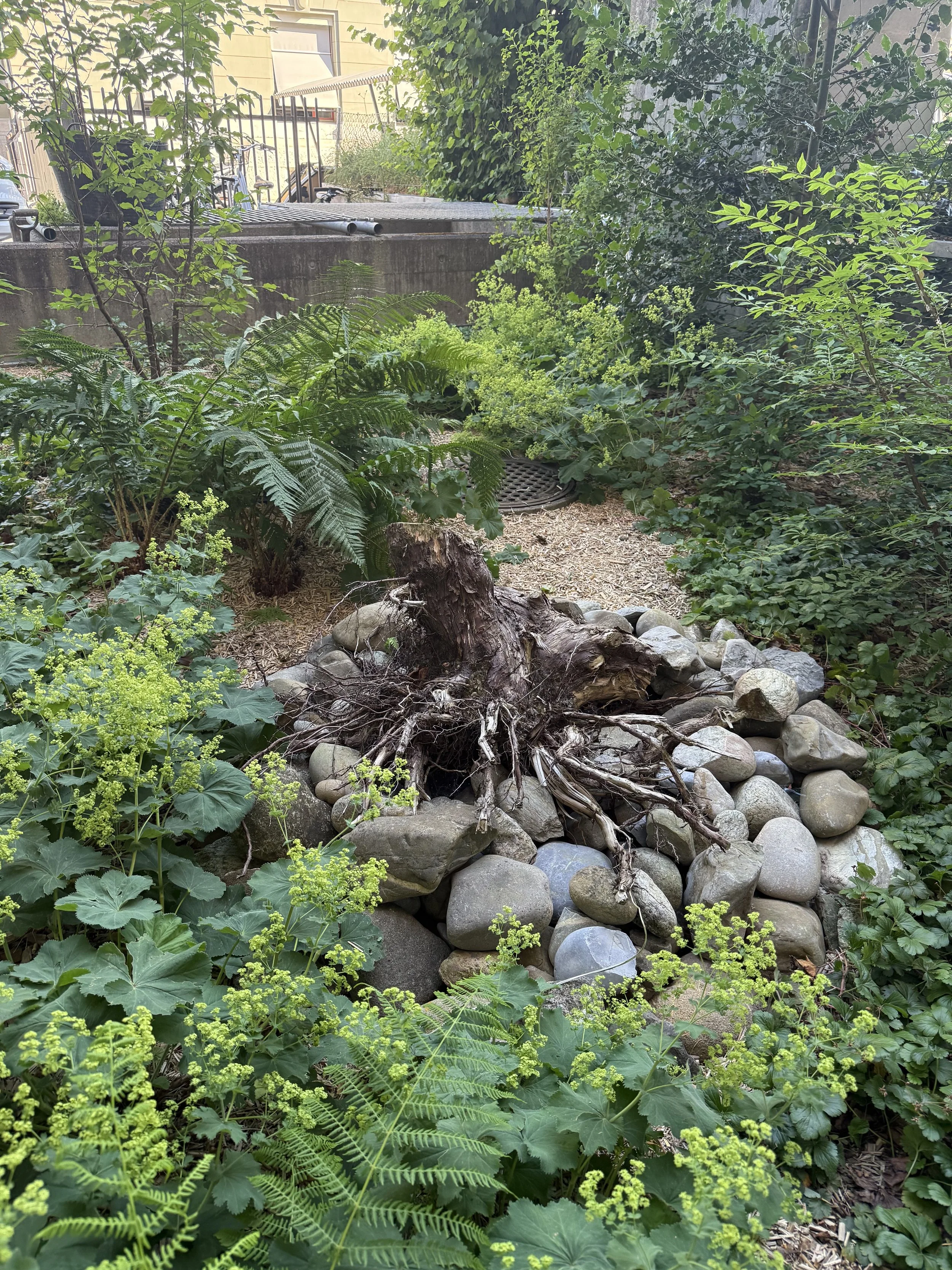 Garten mit grünen Pflanzen, einem Baumstumpf, Steinen und einem oft genannten Kanaldeckel im Boden.