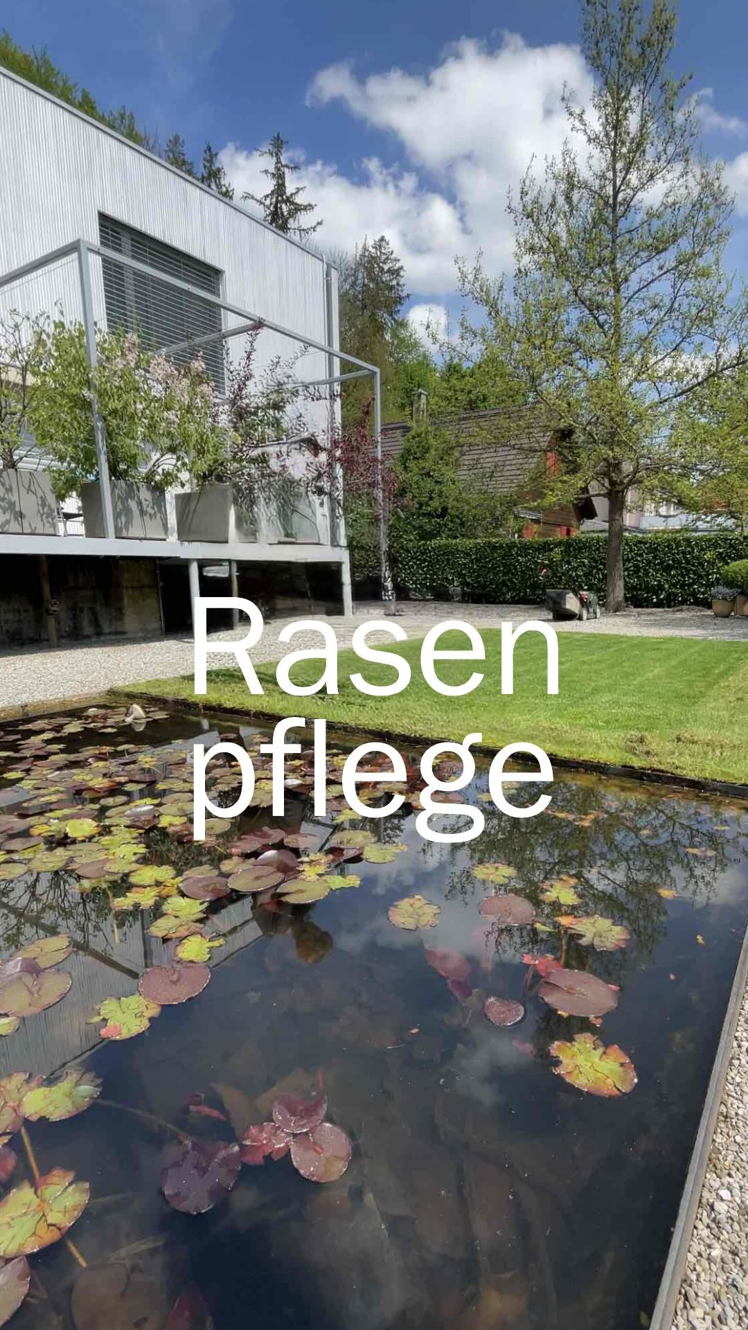 In unseren Kundengärten sind die Rasenpflege- und Sanierungsarbeiten für dieses Frühjahr abgeschlossen. Zwei Wochen lang haben wir mit viel Hingabe dafür gesorgt, dass die Grünflächen wieder in Balance kommen: gemäh